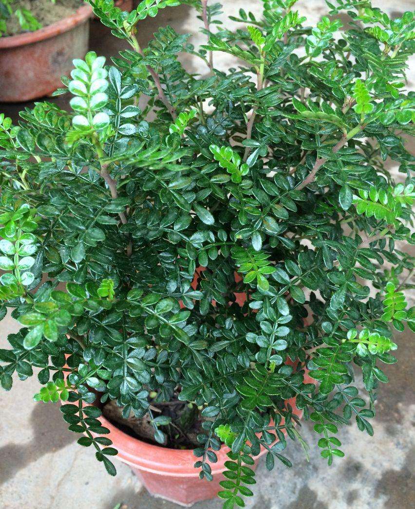 胡椒- 热门商品专区