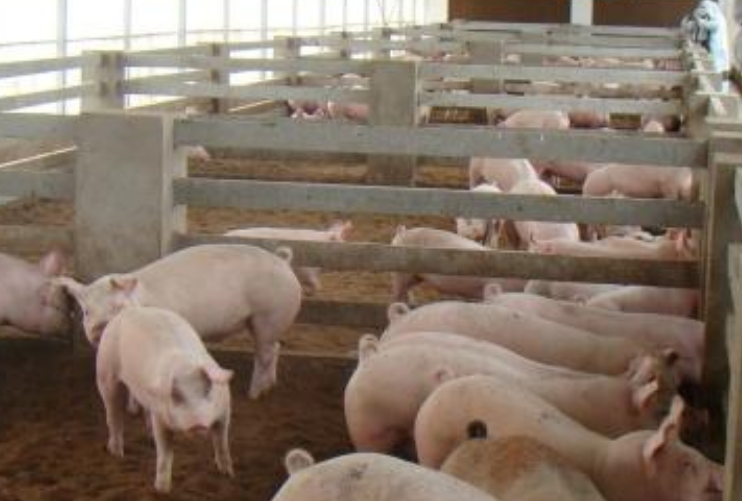 猪圈- 热门商品专区