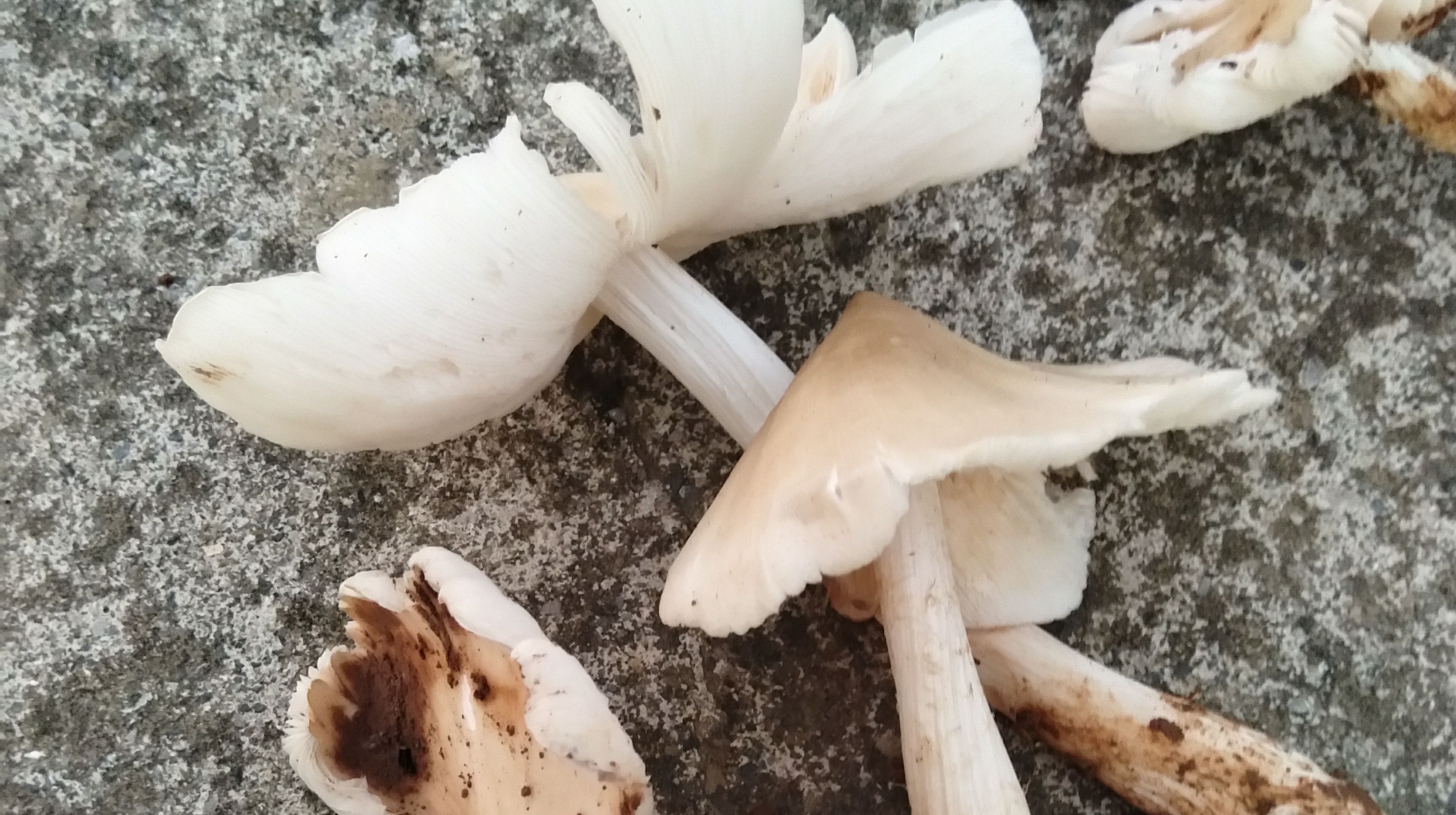 雨后一朵鸡肉菌 完美