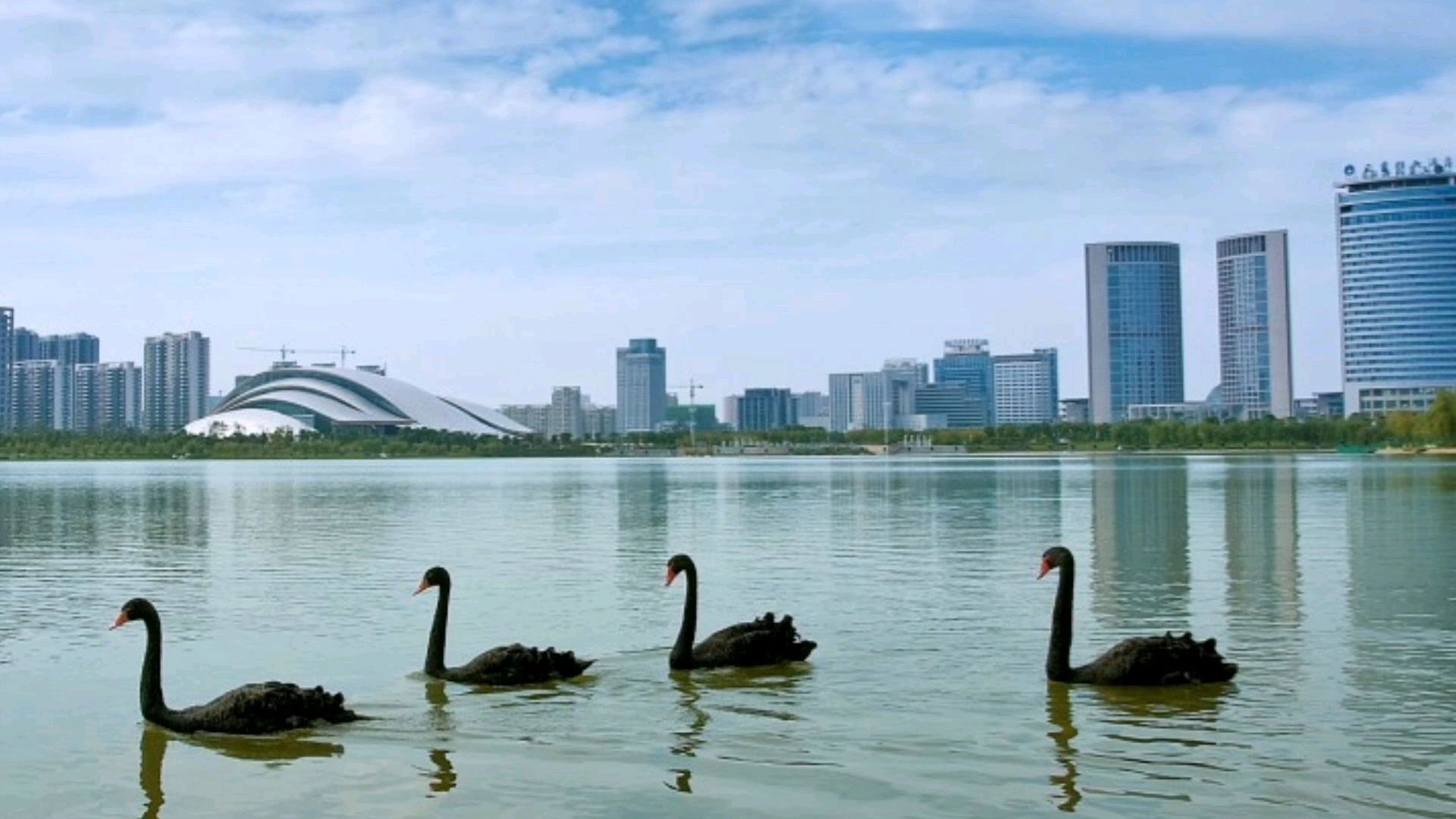 是什么让政务文化新区成为合肥房价最高的地区?我们一起来看看