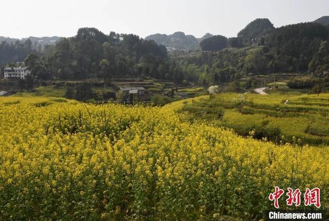 重庆千亩油菜花竞相绽放