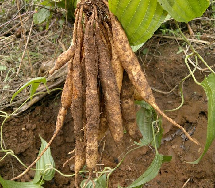 这野草远看像"芋头",根部人称"百草根",是不可多得的稀罕物