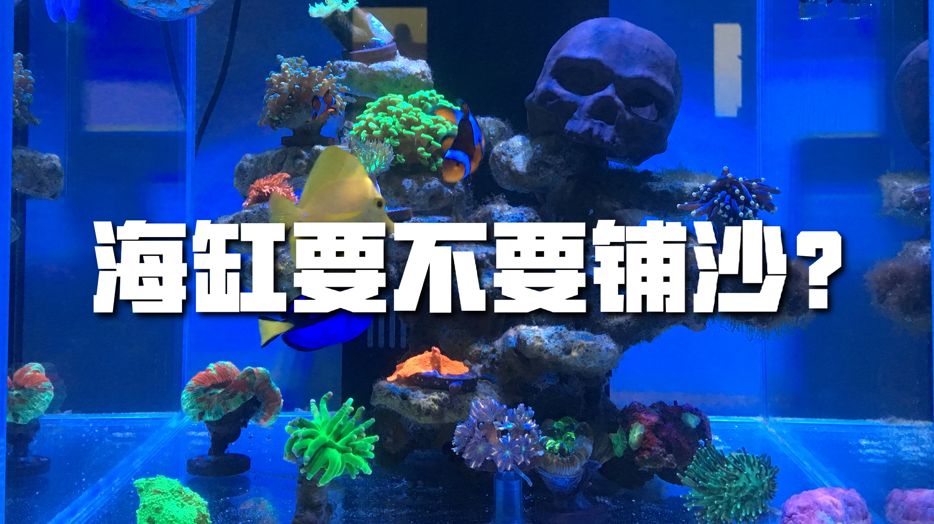 聊聊海缸要不要铺沙的问题