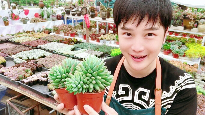 好几盆千佛手拼凑在一起会很像缀化的感觉,紫乐最会招鸟的侵蚀!