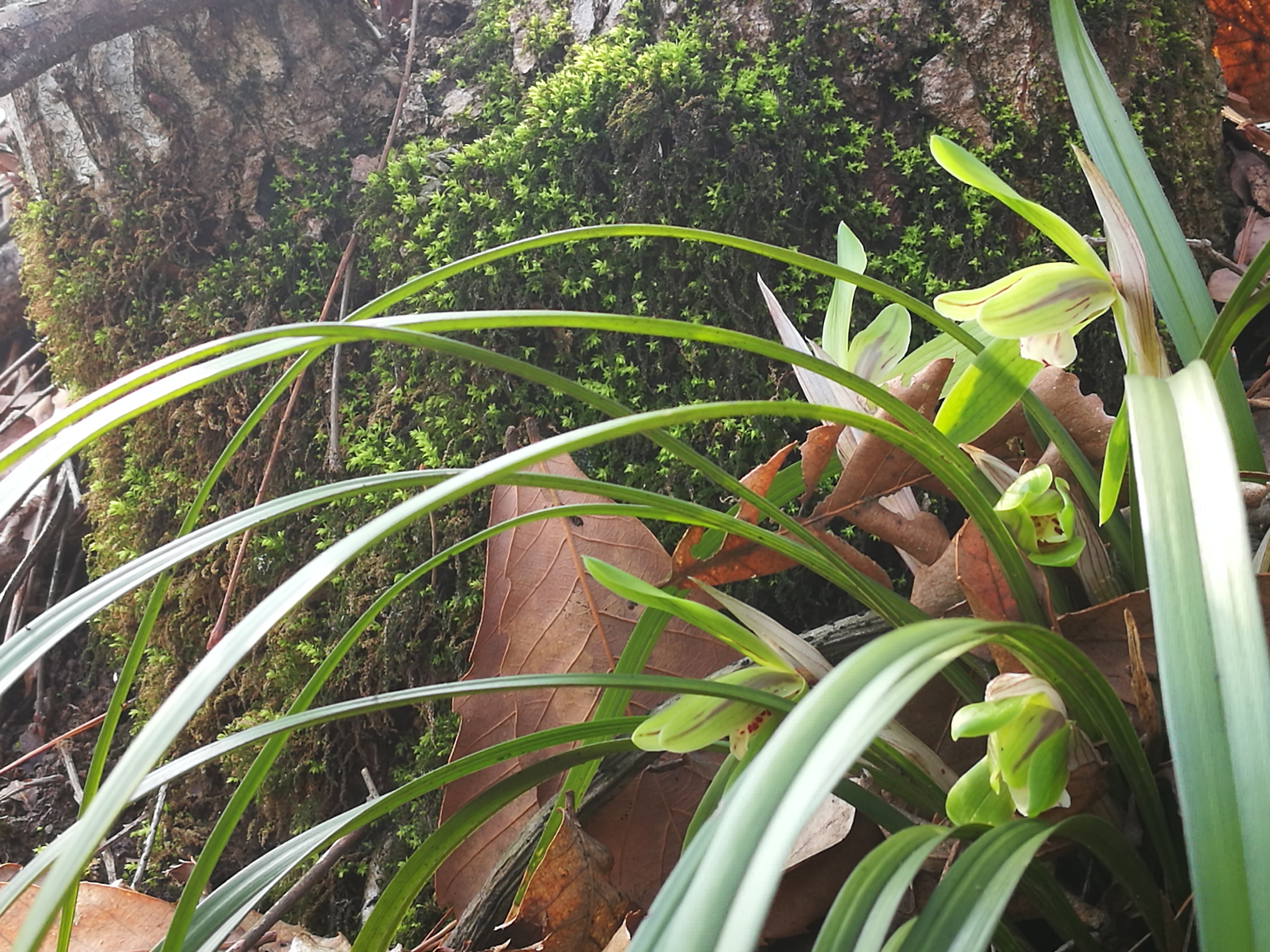 野生兰花喜欢与它做邻居,有它在身边,兰花更容易长成大丛苗