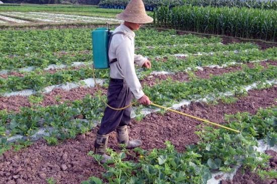 农民种植西瓜,定植后瓜田管理做到2点