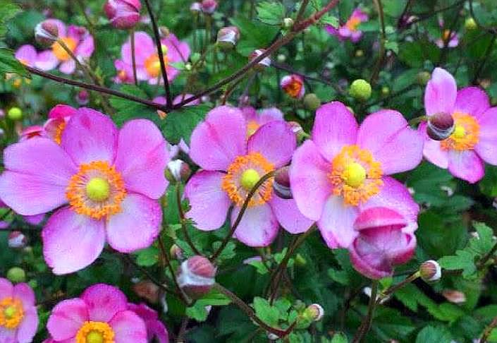 这种野花有人叫它"野棉花"农村山坡荒野较常见,见到还请珍惜!