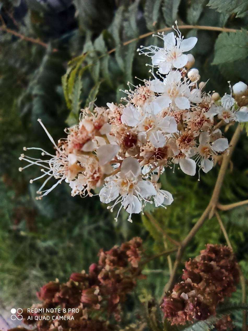 红米note8 pro全面评测 看看卢伟冰是否在吹牛