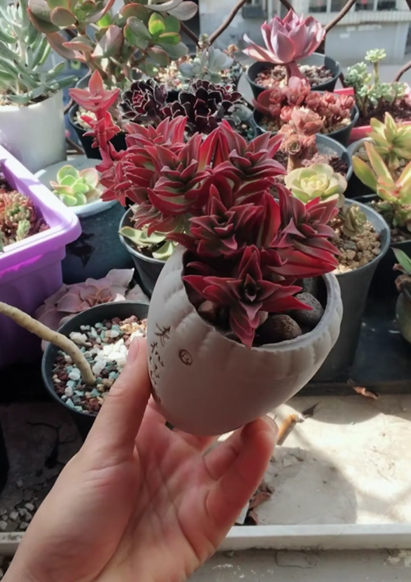 赤鬼城多肉盆栽,紫红紫红的