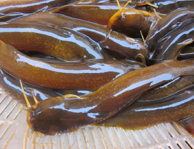 水蜂子不想鲶鱼那样可以长很大,最长的也就40cm,重不过2斤.