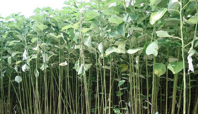 品质最好的纤维植物:苎麻,我国栽培面积和总产量都占世界第一位