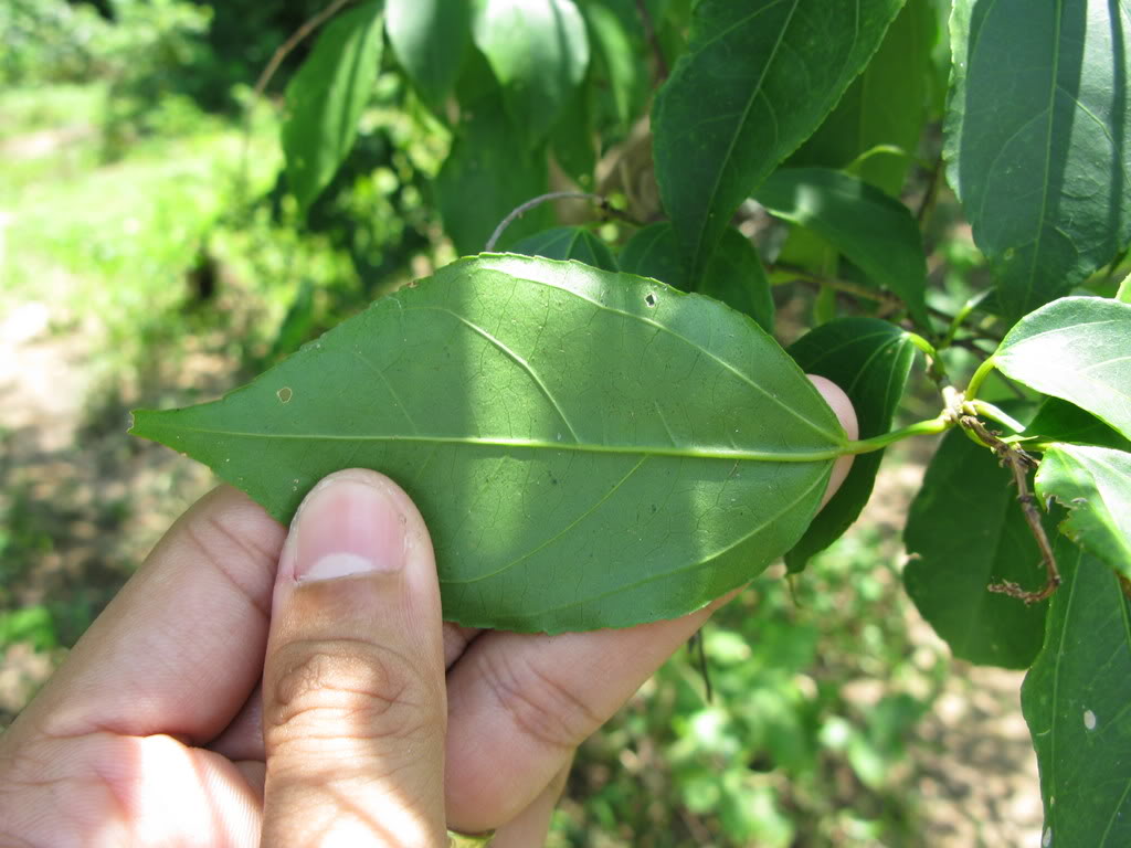 巴豆- 热门商品专区