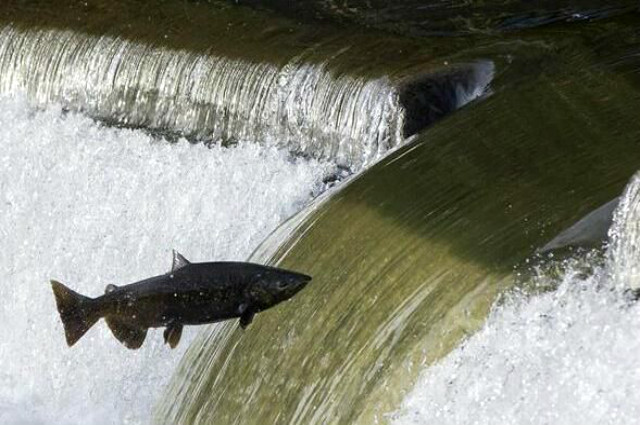 三峡大坝装水量那么多,里面的鱼怎么办?专家道出实情