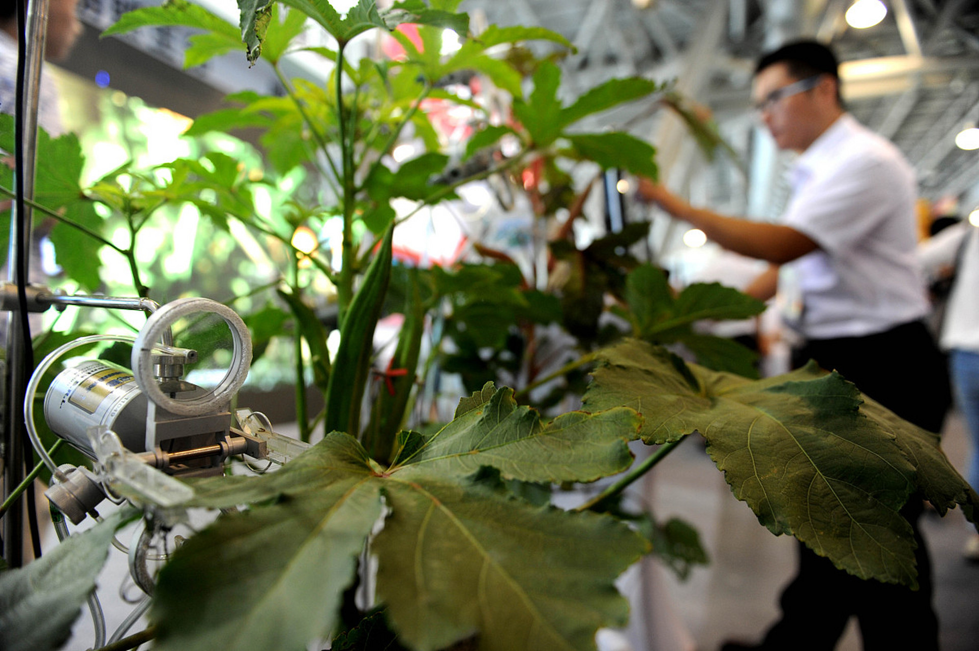 下面将介绍佛手瓜的剪枝方法:  11566 春季修剪:春季是佛手瓜的