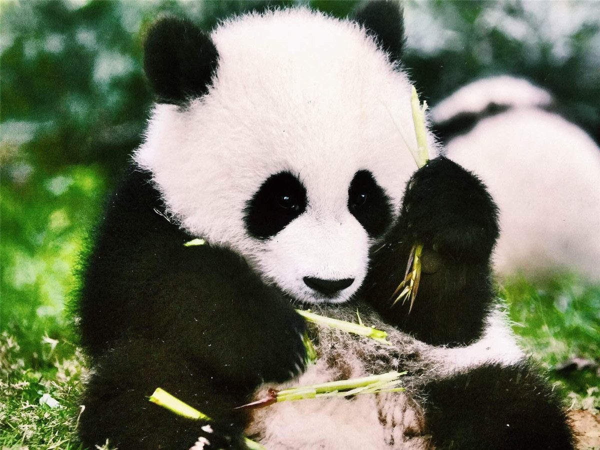 大熊猫繁育基地的门票是52元,我觉得很值,来成都玩必须看熊猫呀,不然