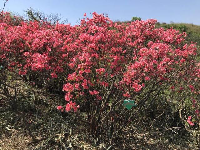 遂昌高坪杜鹃花图片