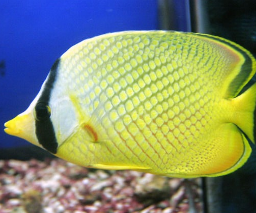 了解一些热带鱼患病的知识:热带鱼致病的原因和病鱼的护理!