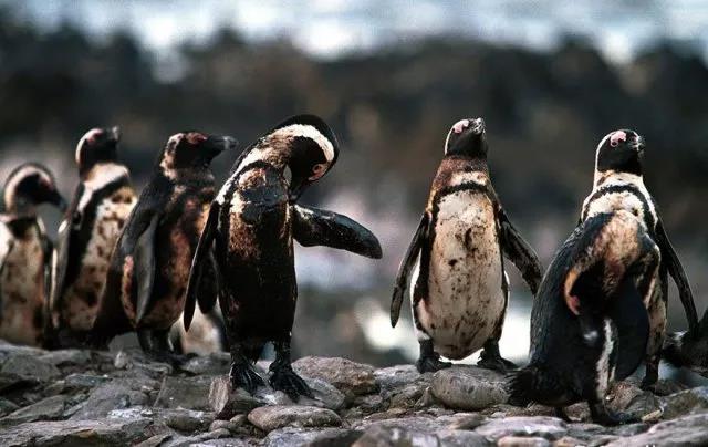 这些生命,在人类面前很脆弱,请不要让大自然为人类买单!