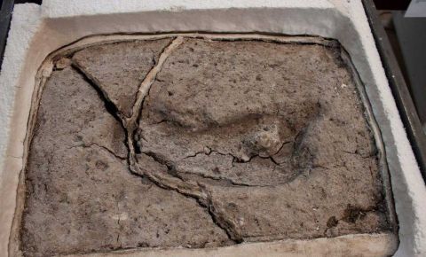 智利发现1.56万年前人类脚印化石 为美洲最古老人类遗迹