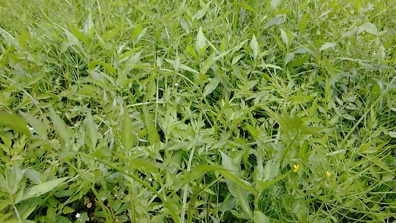 这种植物野芹菜,炒肉吃特别香,生吃败火