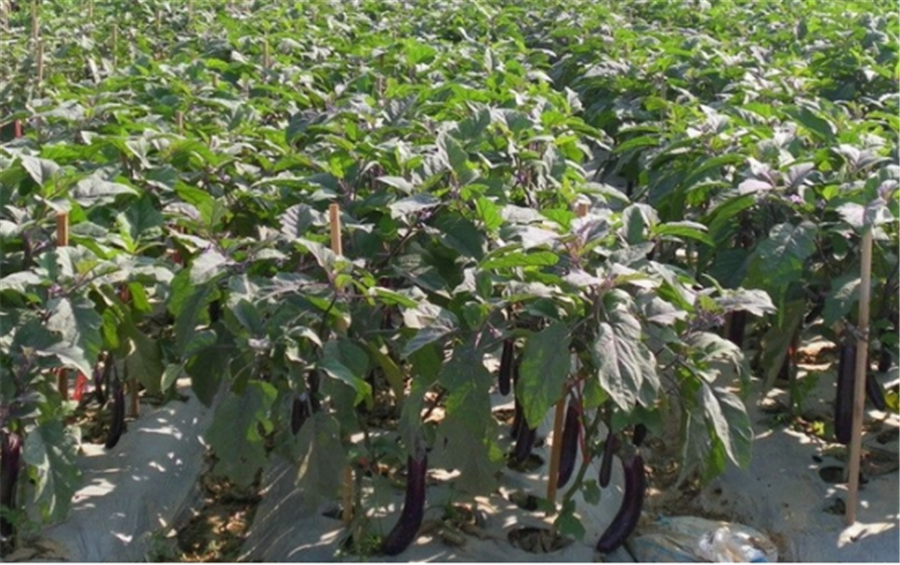 茄子想种植好?关键在这