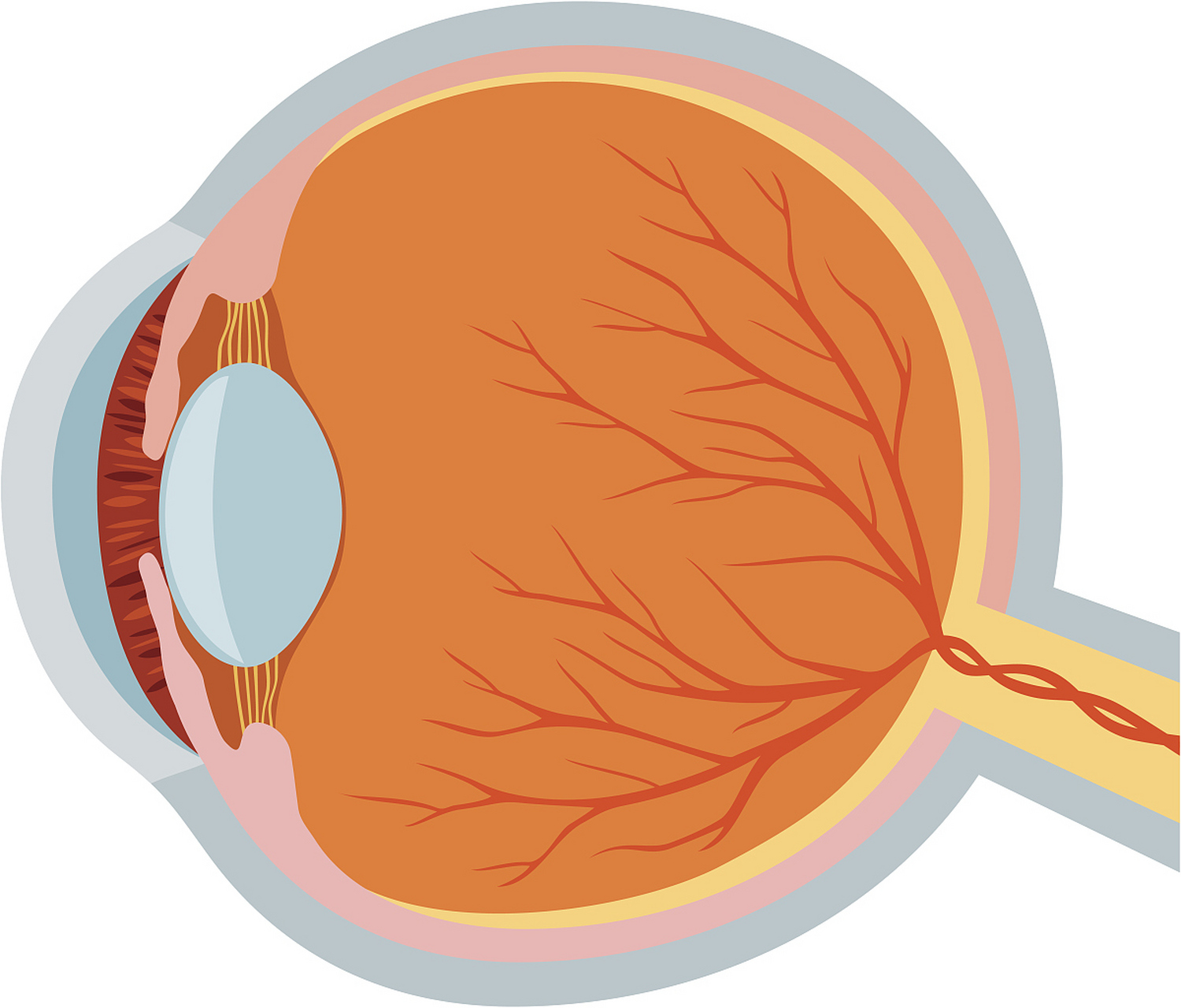晶状体在眼睛中扮演着至关重要的角色,它是我们视觉系统中的一个精密