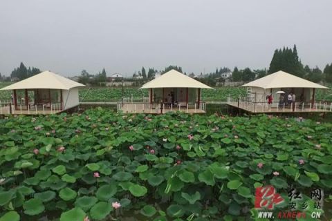 安乡仙桃村:以荷为媒发展"美丽"经济