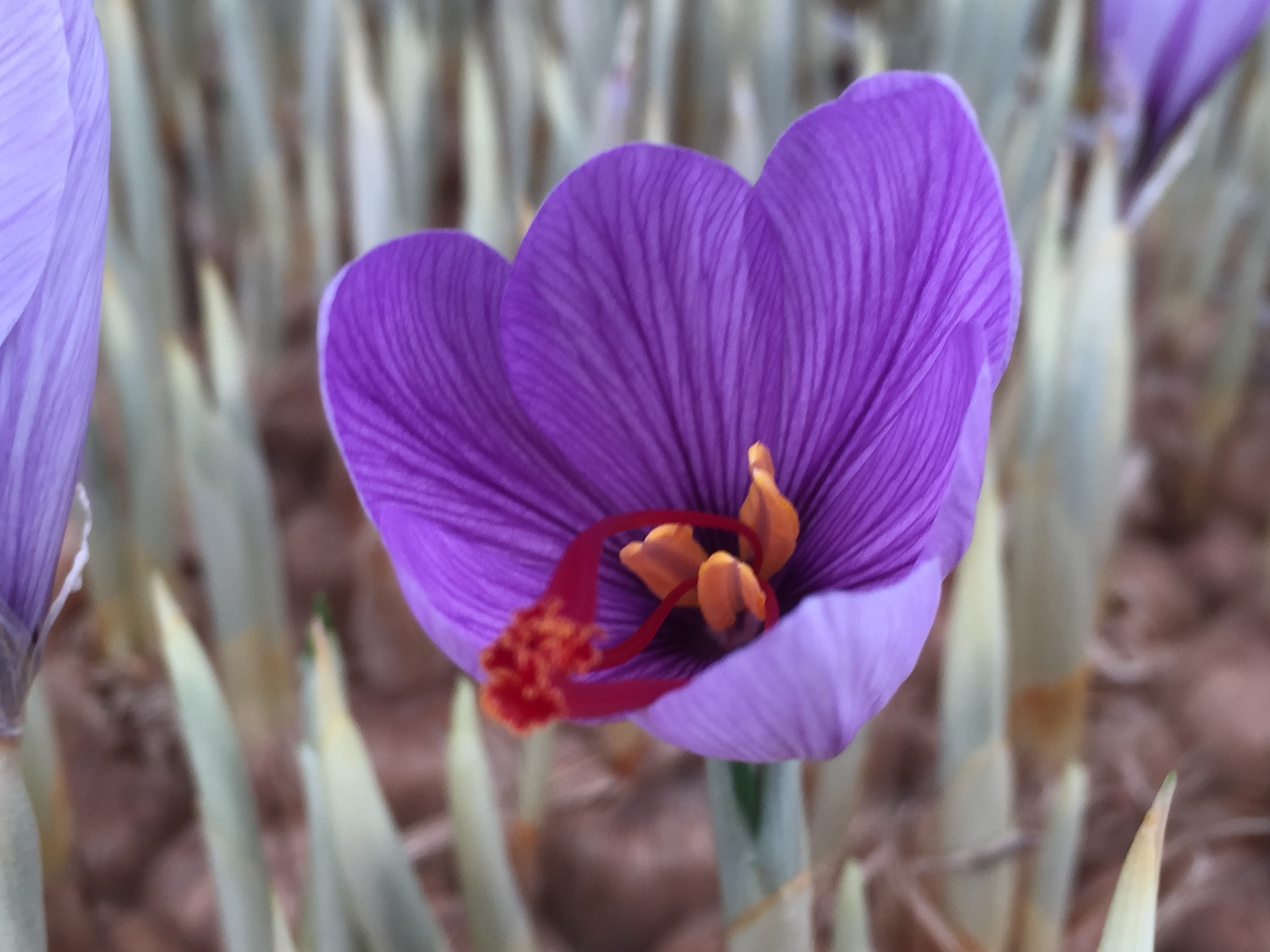 红花- 热门商品专区