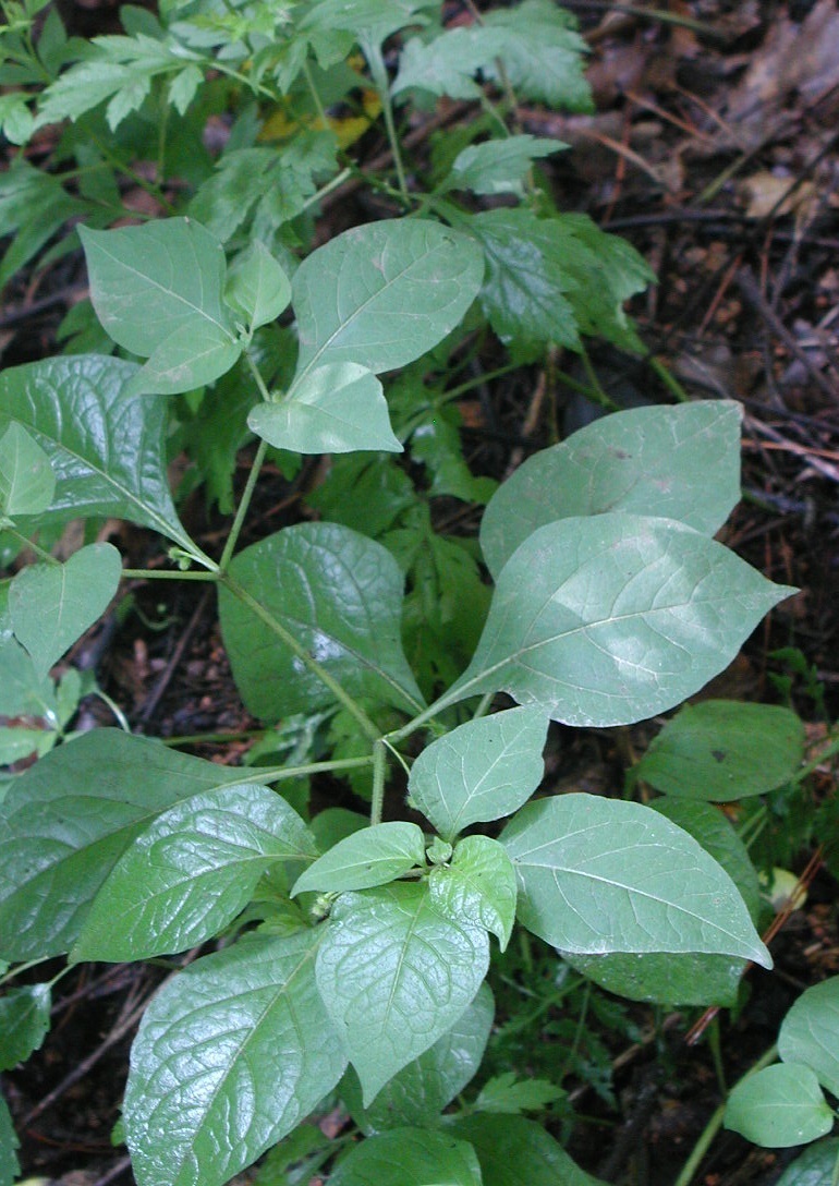 日本散血丹知识科普,教你轻松识别日本散血丹