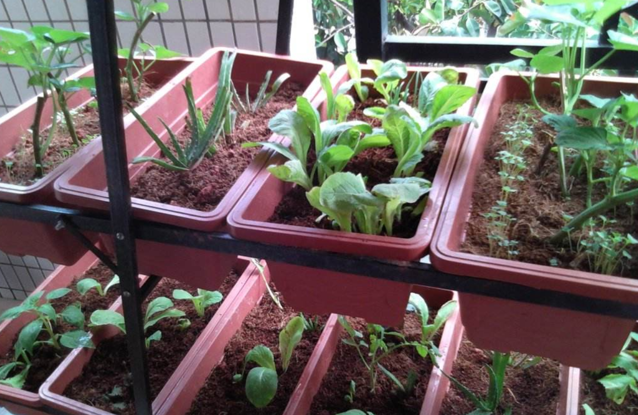 家庭种菜不知道怎样施肥,正确施肥就这几招