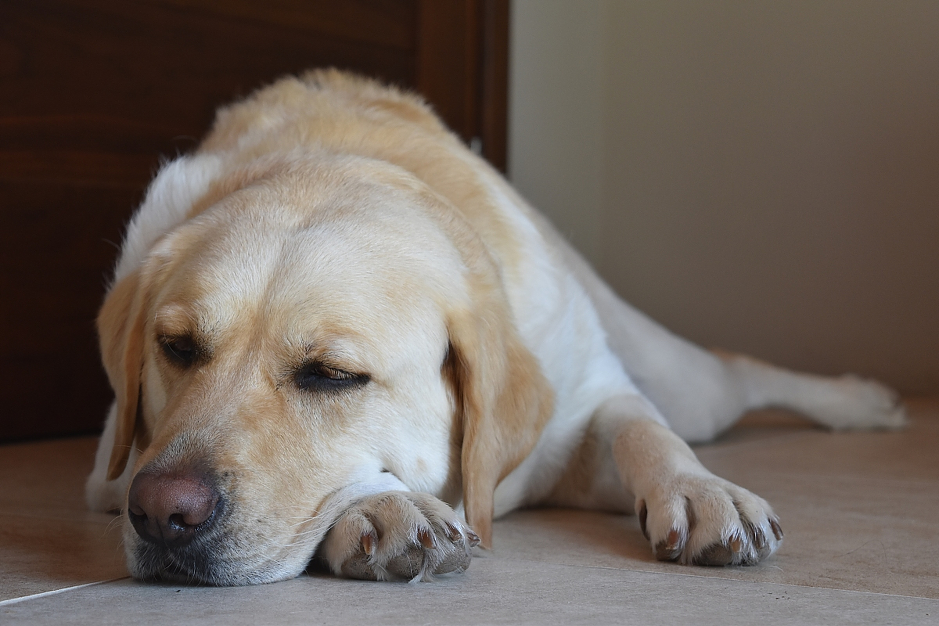 [原文:狗狗难受