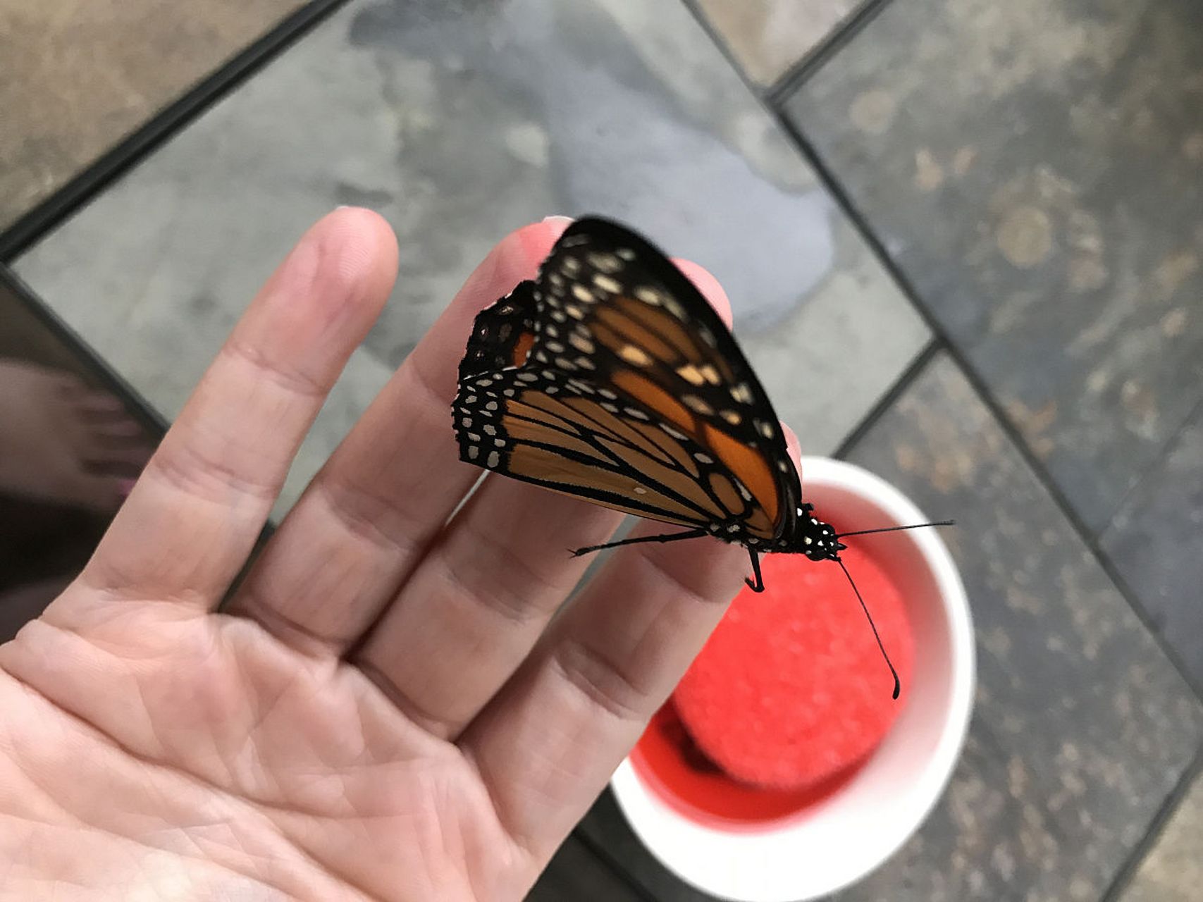 帝王蝶:一种非常华丽的昆虫,有着金黄色的翅膀和长长的腹部.
