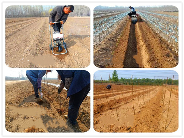 矮化魯麗蘋果苗栽植方法