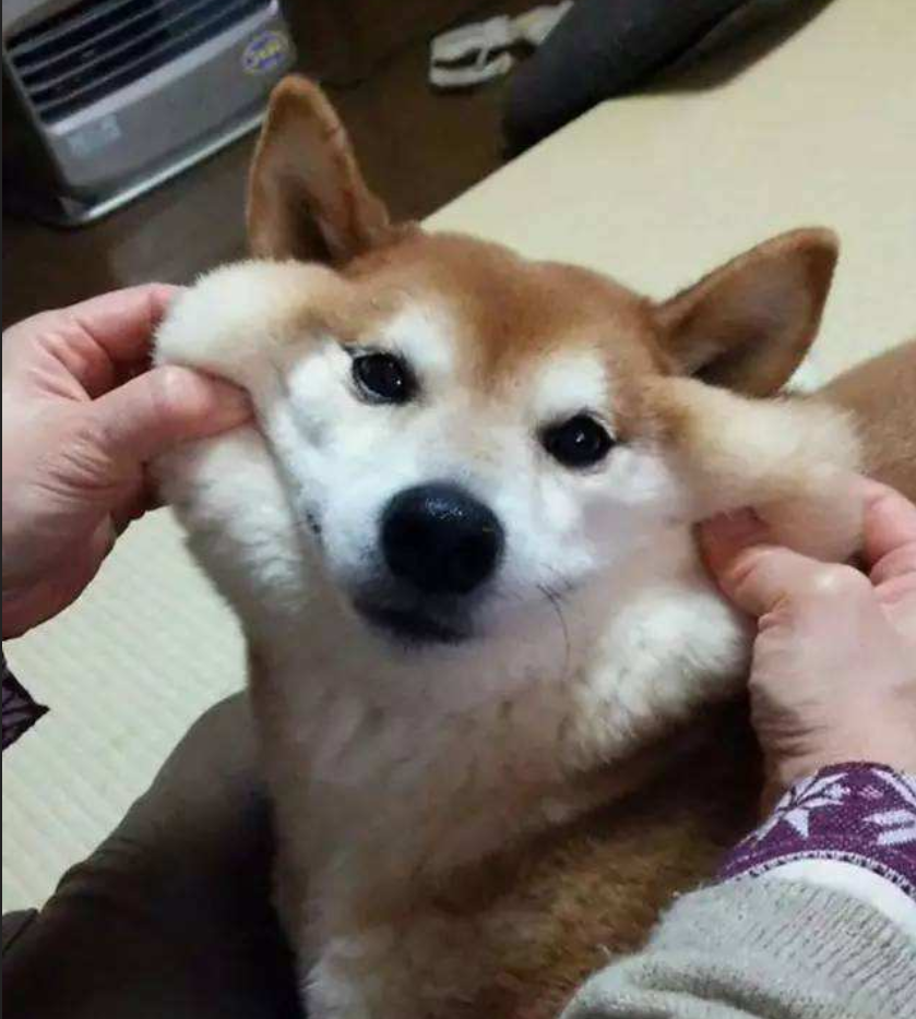 宠物喜欢主人摸自己的哪些部位?