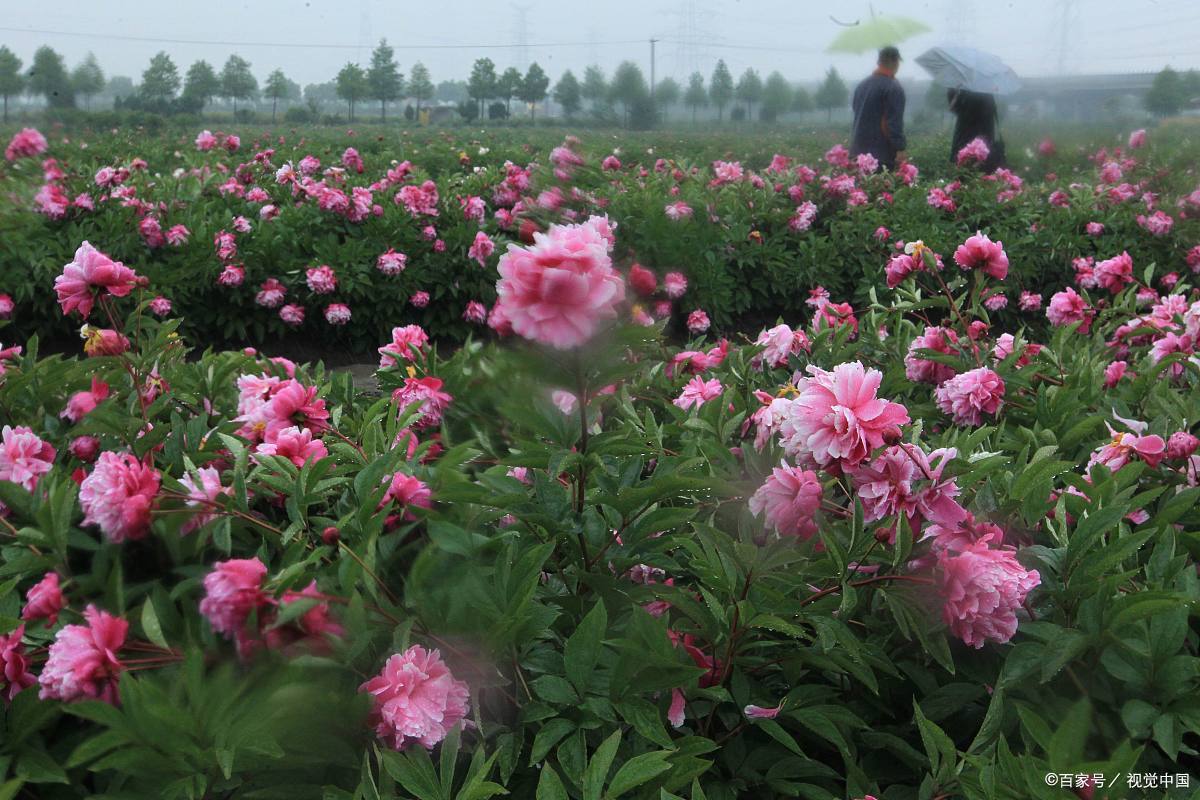 菏泽苗圃基地图片