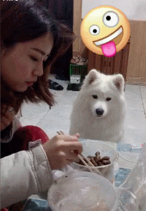 萨摩耶:你确定就这样吃下去,来,我看看你咽到哪里了