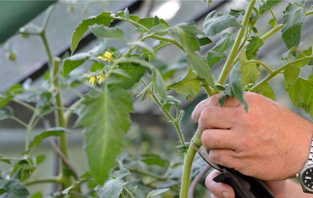 种植高产有奇招:西红柿(番茄)的高产之路