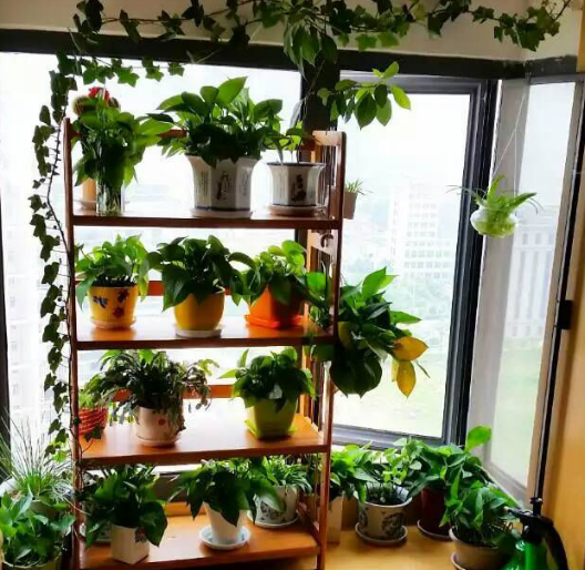 把阳台改造成迷你花园,每天赏花喝茶,好不惬意!