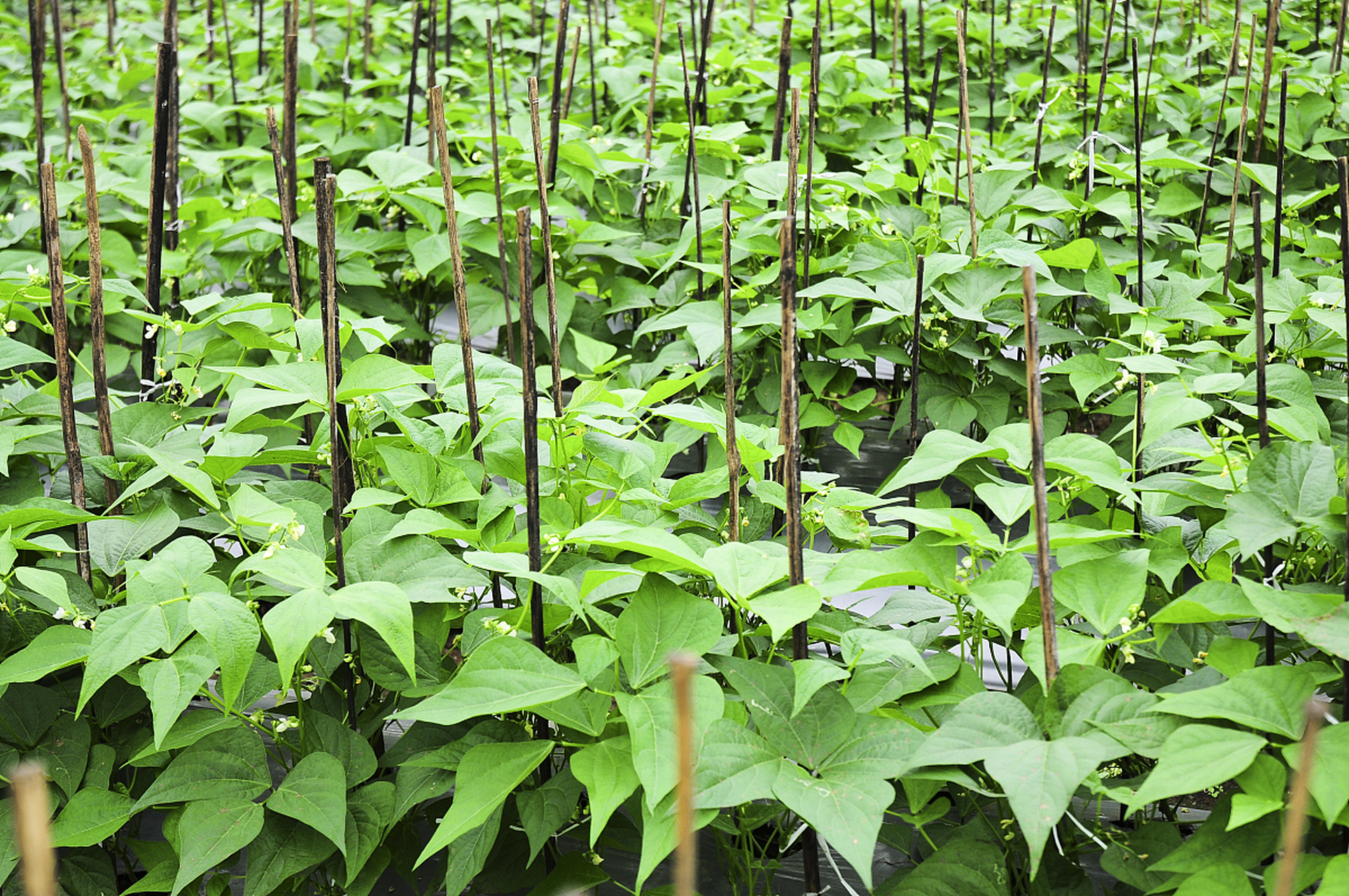 野生天花粉植物图片图片