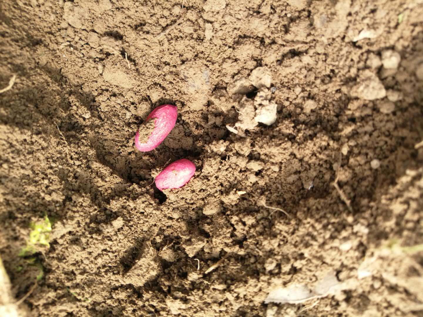 种植花生为什么要选择砂质壤土?相比黏土和沙土有哪些好处?