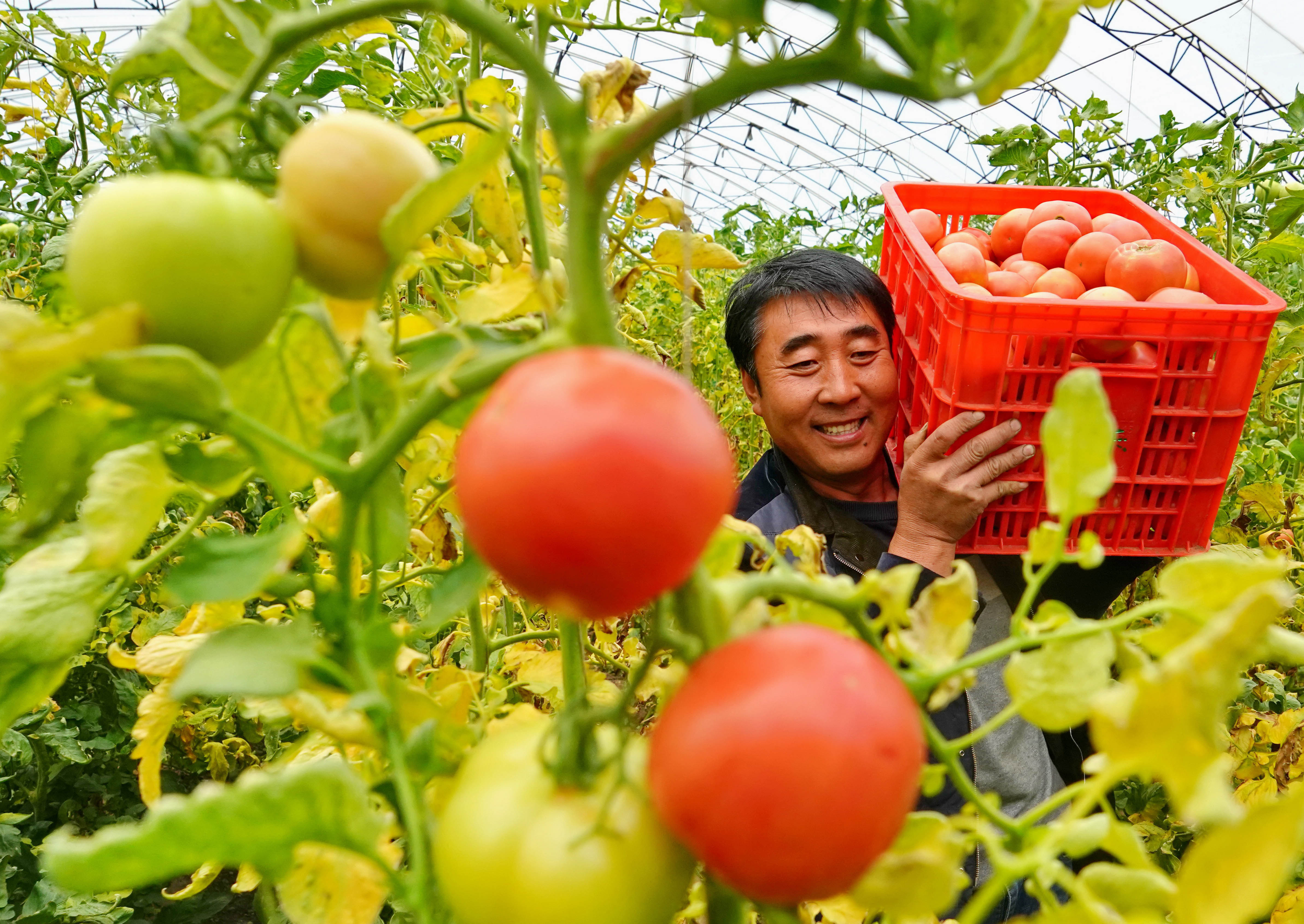 河北滦州:规模化发展设施蔬菜种植促增收(3)