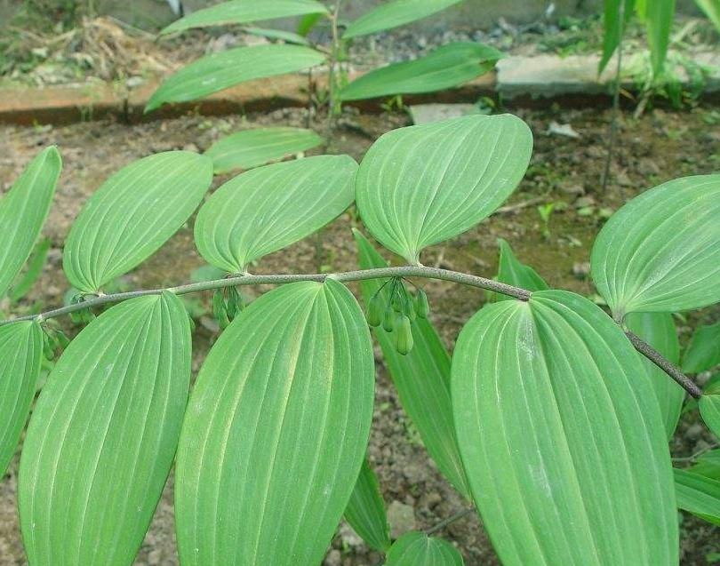 常见植物知识普及——二苞黄精