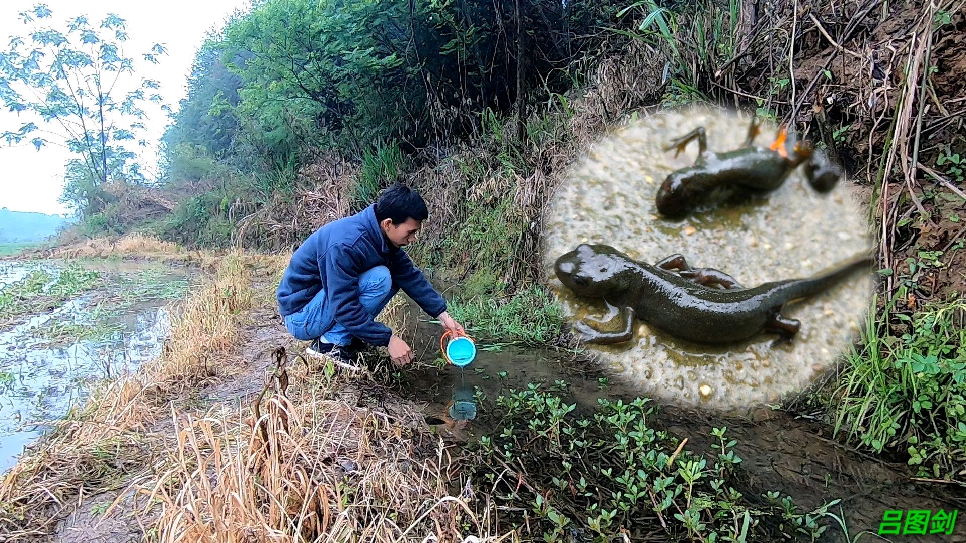 原来这个叫中华蝾螈,是比较稀少的物种,把它放回小水沟!