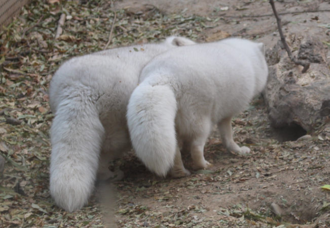东北大哥养殖蓝狐,开创出一条特色养殖致富路,带领乡亲共同发展