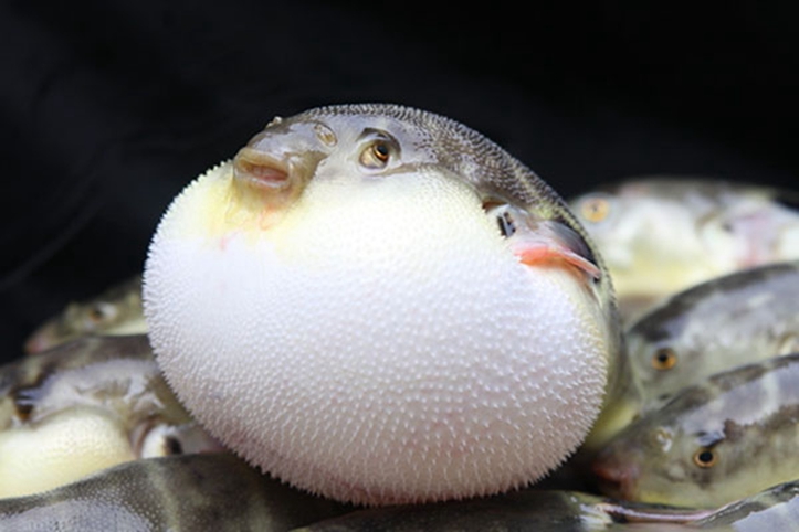 生气或者受到刺激的时候就会把身体鼓起来,虽然看着很可爱,但这种动物