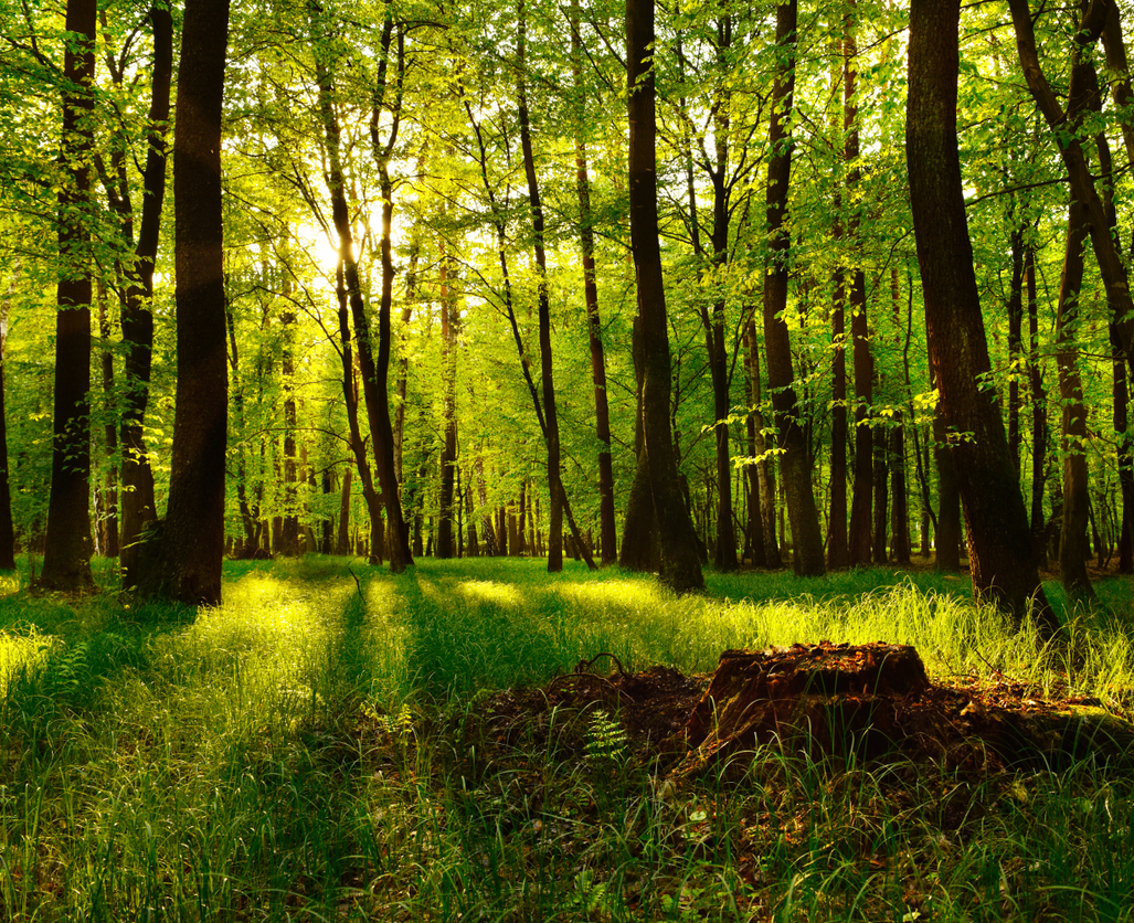 树林中的树木枝叶茂密,阳光也只能勉强照进来.
