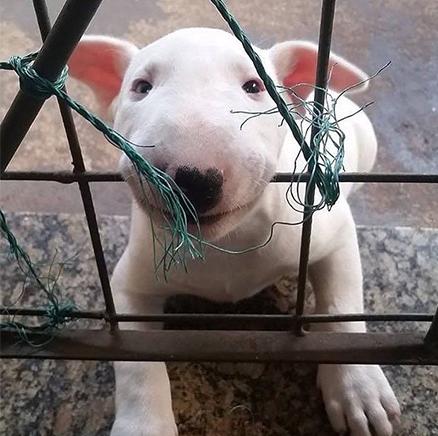 这年头,丑到极致也能红!牛头梗一颦一笑都像被谐星附体,超搞笑