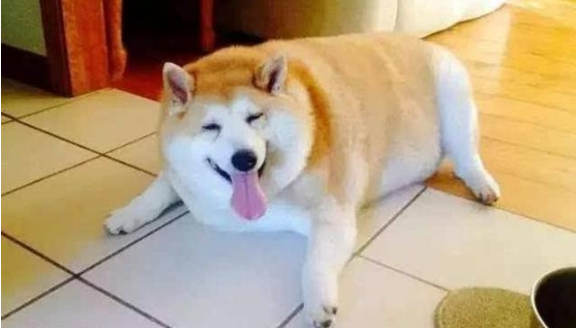 柴犬太胖被送到乡下减肥,一个月后回去一看,让自己惊呆了
