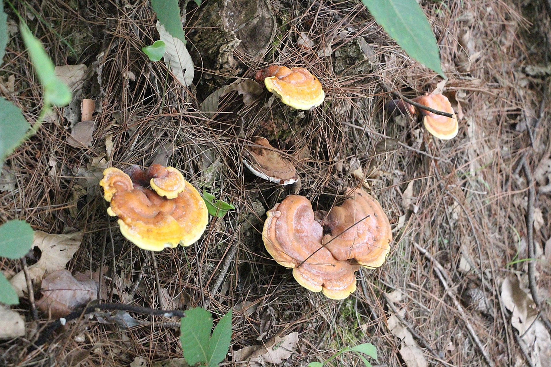 灵芝,又名灵芝菌,仙灵芝,灵芝蘑菇,是一种珍贵的药用真菌,在中医药
