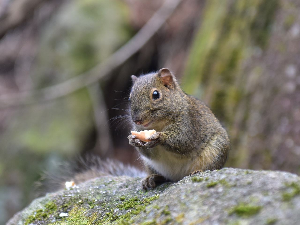 黄山养肥鼠,想吃百家饭就要"鼠胆"大